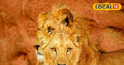 पटना जू में लाए गए दो शेरनियां 