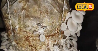 मशरूम उत्पादन के लिए बीज 