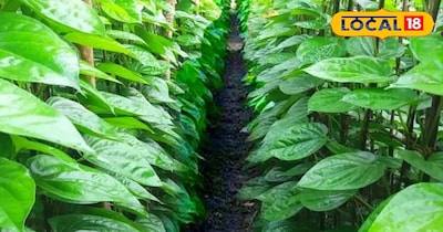 पान की खेती किसानों को पसंद आ रही है.