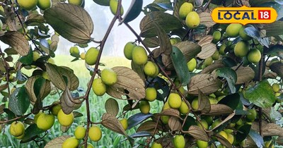 बेर की खेती 