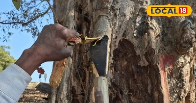 <b>दांतों के दर्द और पायरिया से छुट्टी! अर्जुन की छाल का  देसी नुस्खा है राम</b>