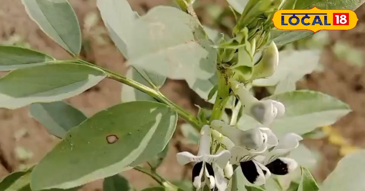 Prahlada benefits : पेट खराब हो या खून की कमी…प्रहलादा हर मर्ज का इलाज, शाकाहारियों के लिए वरदान