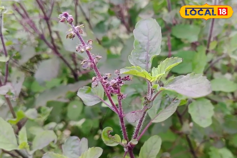 তুলসী গাছ 