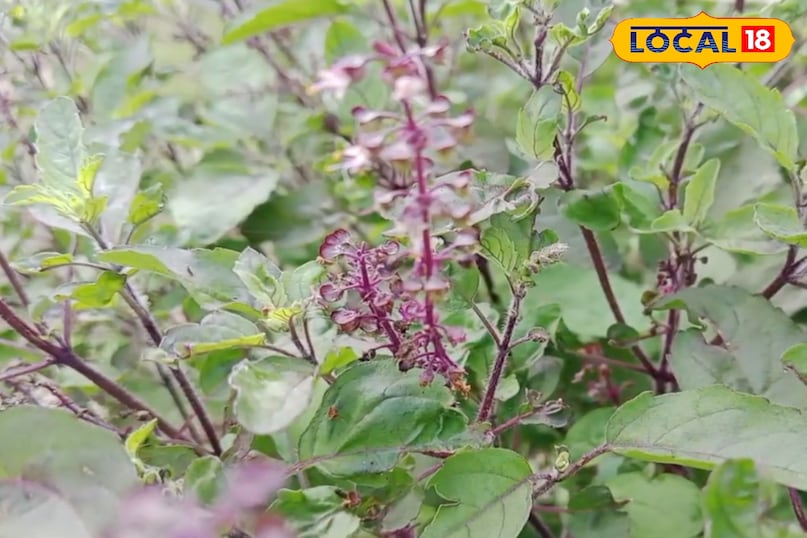 গুণের খনি 