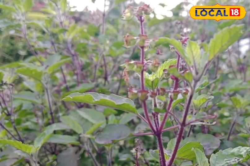 সৌন্দর্যের জন্য উপকারী 