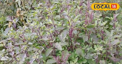 तुलसी के अद्भुत फायदे...