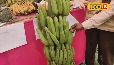 4:30 फीट से भी अधिक ऊंचा है केला का घवद