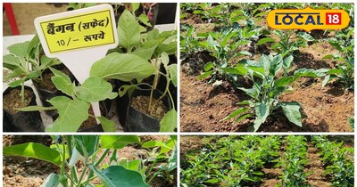 पौधा डेढ़ महीने में फल दे देता है.