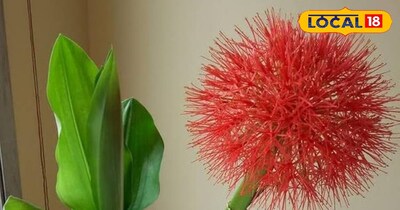 फुटबॉल लिली 