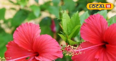 गुड़हल का पौधा फूलों से भर जाएगा.