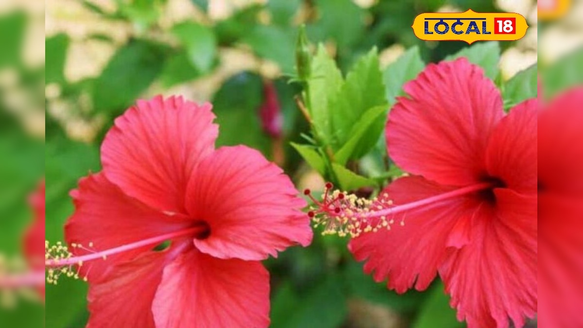 औषधीय गुणों से भरा है ये फूल, कब्ज-खांसी, BP कंट्रोल करने में कारगर, बालों का झड़ना भी हो जाएगा बंद, जानें फायदे