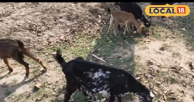 बकरी पालन।