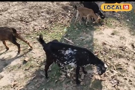 किसानो की आय बढ़ाने में सहायक है बकरी पालन का व्यवसाय