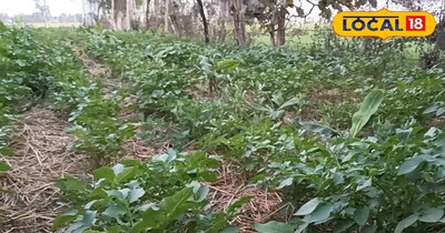 इस विधि के इस्तेमाल से उपज में 15-20 प्रतिशत तक वृद्धि की जा सकती है