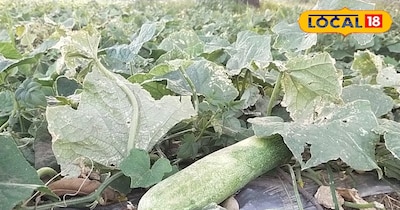 खीरे की बुवाई का सही तरीका