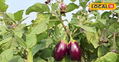 बैंगन की बाजार में रहती है काफी डिमांड