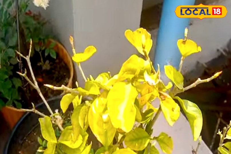 उपले गाय के गोबर से बनाए जाते हैं, जो अपने आप में एक बेहतरीन जैविक खाद है. इसमें प्राकृतिक रूप से नाइट्रोजन, फॉस्फोरस और पोटाश जैसे तत्व पाए जाते हैं, जो पौधों की वृद्धि के लिए जरूरी हैं. यह मिट्टी की संरचना को सुधारता है और सूक्ष्म जीवों की सक्रियता बढ़ाता है. इससे जड़ों को बेहतर पोषण मिलता है और पौधे मजबूत बनते हैं. उपले गाय के गोबर से बनाए जाते हैं, जो अपने आप में एक बेहतरीन जैविक खाद है. इसमें प्राकृतिक रूप से नाइट्रोजन, फॉस्फोरस और पोटाश जैसे तत्व पाए जाते हैं, जो पौधों की वृद्धि के लिए जरूरी हैं. यह मिट्टी की संरचना को सुधारता है और सूक्ष्म जीवों की सक्रियता बढ़ाता है. इससे जड़ों को बेहतर पोषण मिलता है और पौधे मजबूत बनते हैं.