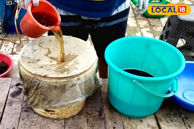 आगे कहा कि यदि खाद डालते समय मिट्टी पहले से गीली है, तो तुरंत पानी न दें. गमले को ऐसी जगह रखें जहां 3 से 4 दिन तक अच्छी धूप मिल सके. धूप से खाद के पोषक तत्व सक्रिय होते हैं और मिट्टी में बेहतर तरीके से समाहित हो जाते हैं. आगे कहा कि यदि खाद डालते समय मिट्टी पहले से गीली है, तो तुरंत पानी न दें. गमले को ऐसी जगह रखें जहां 3 से 4 दिन तक अच्छी धूप मिल सके. धूप से खाद के पोषक तत्व सक्रिय होते हैं और मिट्टी में बेहतर तरीके से समाहित हो जाते हैं.