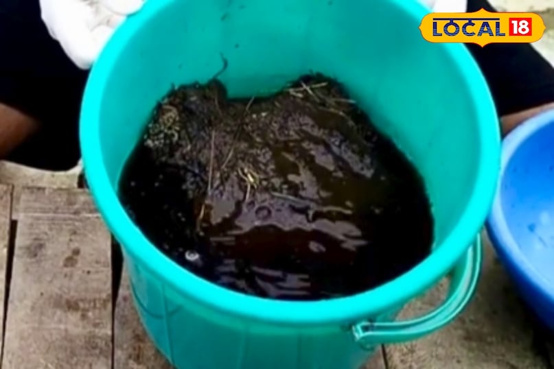 खाद डालने से पहले गमले या क्यारी की मिट्टी की हल्की गुड़ाई कर लें, ताकि मिट्टी ढीली हो जाए. इसके बाद तैयार खाद को ऊपर से मिट्टी में मिलाएं. ध्यान रखें कि बहुत अधिक मात्रा में खाद न डालें, क्योंकि ज्यादा खाद से जड़ों पर असर पड़ सकता है. संतुलित मात्रा ही पौधों के लिए लाभकारी होती है. खाद डालने से पहले गमले या क्यारी की मिट्टी की हल्की गुड़ाई कर लें, ताकि मिट्टी ढीली हो जाए. इसके बाद तैयार खाद को ऊपर से मिट्टी में मिलाएं. ध्यान रखें कि बहुत अधिक मात्रा में खाद न डालें, क्योंकि ज्यादा खाद से जड़ों पर असर पड़ सकता है. संतुलित मात्रा ही पौधों के लिए लाभकारी होती है.