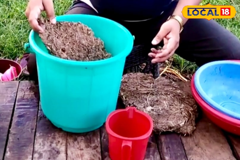 जब उपले पूरी तरह नरम होकर घुलनुमा हो जाएं और पानी का रंग गहरा हो जाए, तो समझ लें कि खाद इस्तेमाल के लिए तैयार है. यदि हल्की सी सड़ी हुई गंध आए तो यह सामान्य है. अब इसे छानकर या सीधे मिट्टी में मिलाने के लिए उपयोग किया जा सकता है. जब उपले पूरी तरह नरम होकर घुलनुमा हो जाएं और पानी का रंग गहरा हो जाए, तो समझ लें कि खाद इस्तेमाल के लिए तैयार है. यदि हल्की सी सड़ी हुई गंध आए तो यह सामान्य है. अब इसे छानकर या सीधे मिट्टी में मिलाने के लिए उपयोग किया जा सकता है.