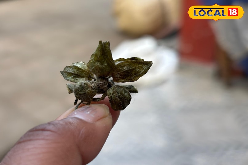 রোগ প্রতিরোধ ক্ষমতা শক্তিশালী করতে সাহায্য করে