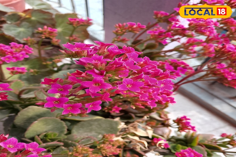 why should we plant it in our home 