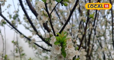 आड़ू के पौधों की देखभाल 