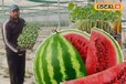 पूर्णिया के किसान ने तैयार की तरबूज की नर्सरी, 10 किलो तक होता है साइज