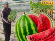 पूर्णिया के किसान ने तैयार की तरबूज की नर्सरी, 10 किलो तक होता है साइज पूर्णिया के किसान ने तैयार की तरबूज की नर्सरी, 10 किलो तक होता है साइज