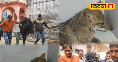 भीलवाड़ा के मांडल में सियार का रेस्क्यू