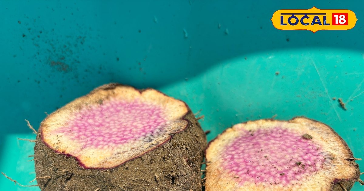 थकान तुरंत फुर्र, दर्द छूमंतर…इतना ताकतवर पहाड़ों का ये कंद, खून की कमी का तगड़ा उपाय