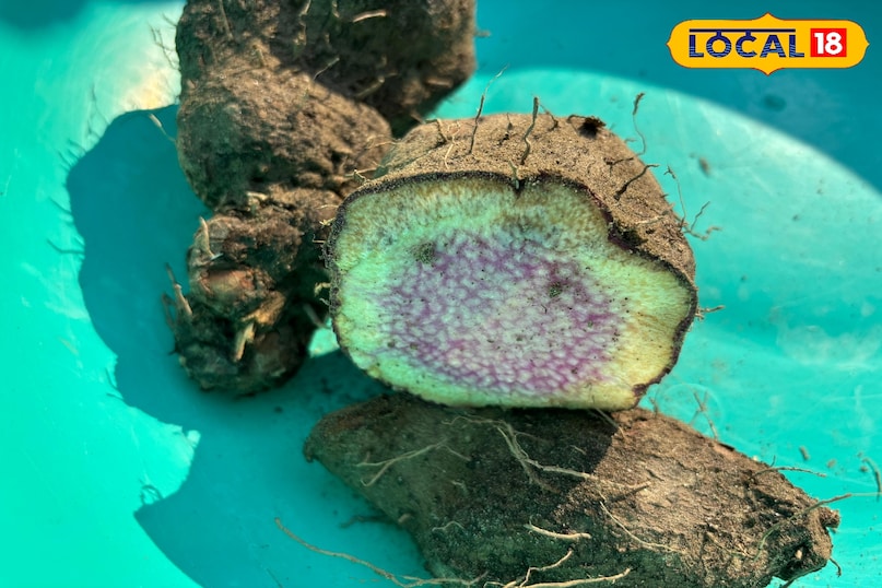 তরুদ পুষ্টিগুণে ভরপুর 