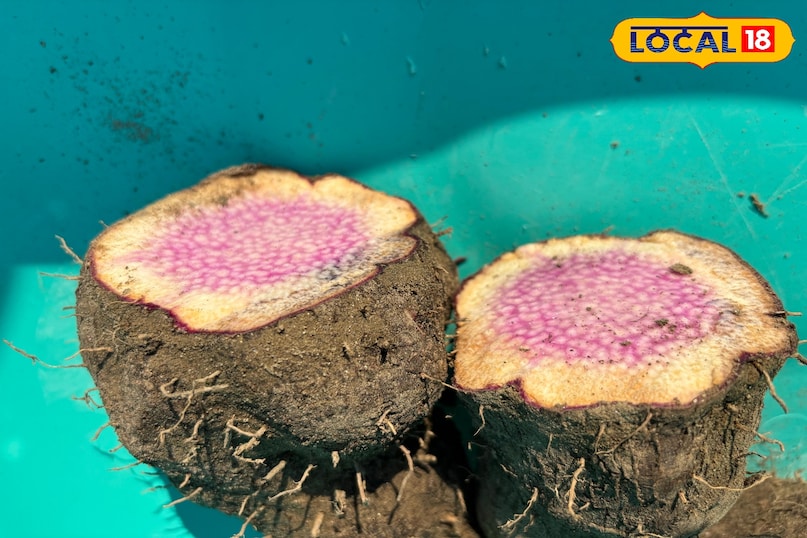 তরুদ কেন মূল ও কন্দ খাদ্যের অন্তর্ভুক্ত?