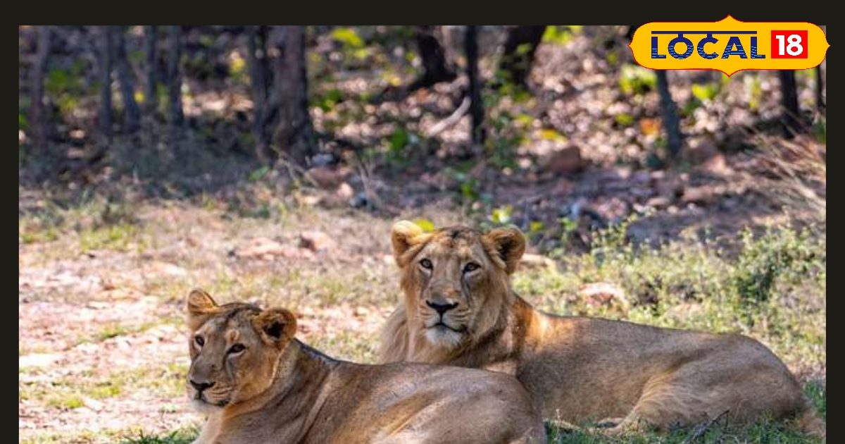 एशियाई शेरों का गढ़ बनेगा राजगीर, जल्द तैयार होगा प्रजनन केंद्र, सफारी में एडवेंचर होगा डबल!