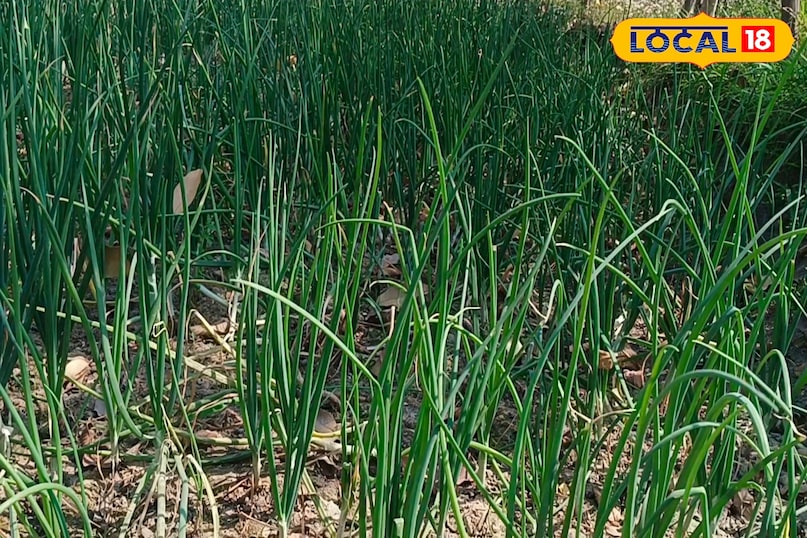 স্থানীয় 18 স্থানীয় 18