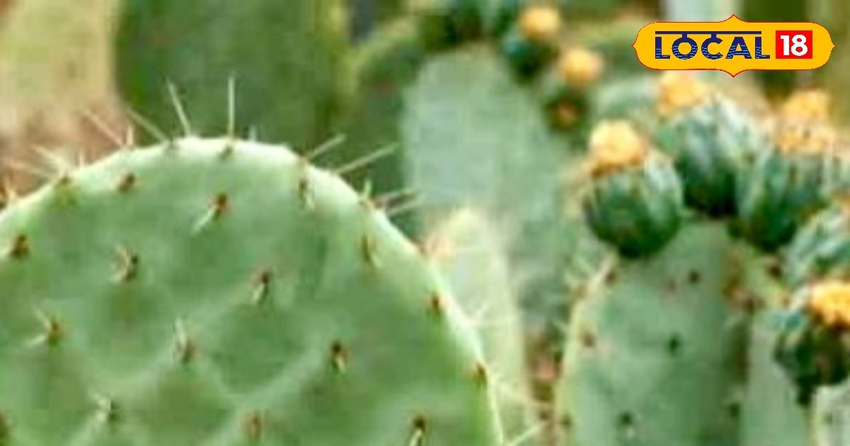 मोबाइल और इलेक्ट्रॉनिक सामान ही नहीं, दीवार का पेंट भी छोड़ता है जहरीली गैस