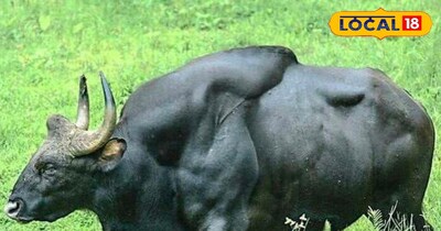 प्रतीकात्मक तस्वीर 