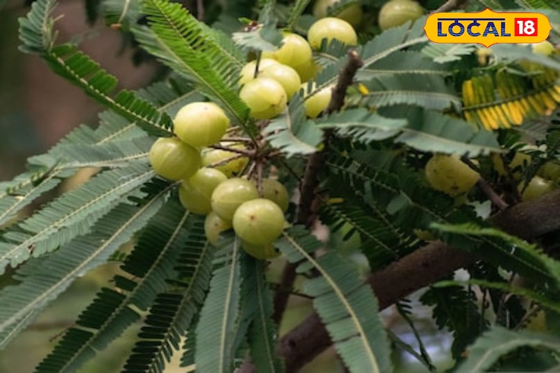 মোরাদাবাদ খবর, হিন্দি খবর, আপ খবর, স্থানীয় খবর, মোরাদাবাদ খবর, হিন্দি খবর, ইউপি খবর, স্থানীয় খবর। মোরাদাবাদ খবর, হিন্দি খবর, আপ খবর, স্থানীয় খবর, মোরাদাবাদ খবর, হিন্দি খবর, ইউপি খবর, স্থানীয় খবর।