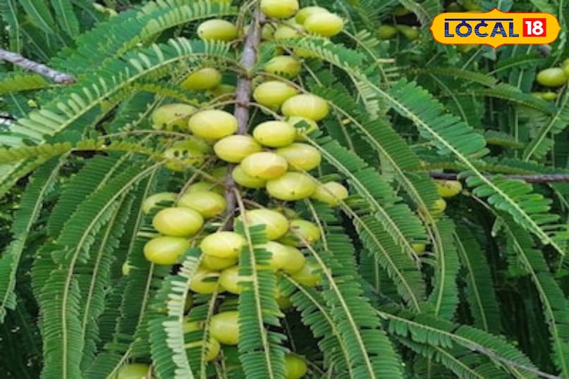 মোরাদাবাদ খবর, হিন্দি খবর, আপ খবর, স্থানীয় খবর, মোরাদাবাদ খবর, হিন্দি খবর, ইউপি খবর, স্থানীয় খবর। মোরাদাবাদ খবর, হিন্দি খবর, আপ খবর, স্থানীয় খবর, মোরাদাবাদ খবর, হিন্দি খবর, ইউপি খবর, স্থানীয় খবর।