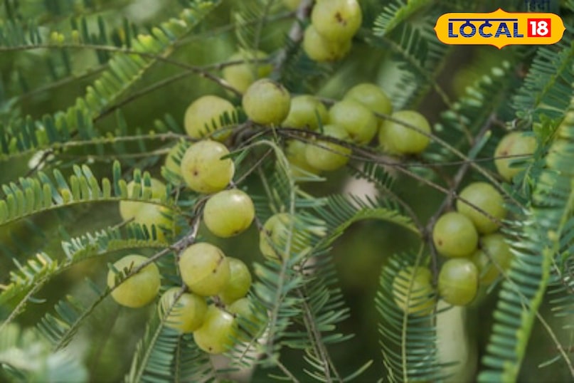 মোরাদাবাদ খবর, হিন্দি খবর, আপ খবর, স্থানীয় খবর, মোরাদাবাদ খবর, হিন্দি খবর, ইউপি খবর, স্থানীয় খবর। মোরাদাবাদ খবর, হিন্দি খবর, আপ খবর, স্থানীয় খবর, মোরাদাবাদ খবর, হিন্দি খবর, ইউপি খবর, স্থানীয় খবর।