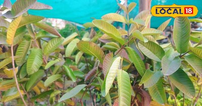 आम और अमरूद के पौधों को रोजाना कम से कम 5, 6 घंटे की धूप चाहिए.