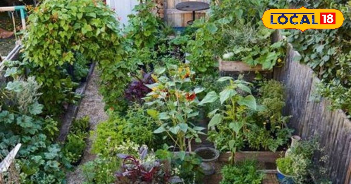 मसाले की बगिया में बदल जाएगा घर, आज ही कर लें ये काम, ताजे और ऑर्गेनिक मसालों का कर सकेंगे उपयोग और व्यापार