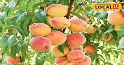 आडू के फायदे 