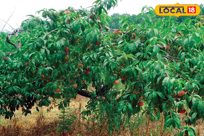 আদু এর উপকারিতা আদু এর উপকারিতা