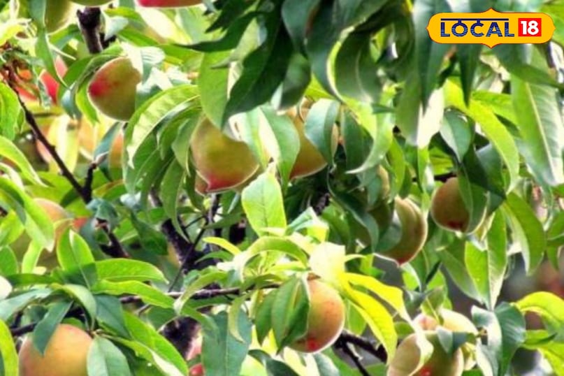 রোগ প্রতিরোধ ক্ষমতা বৃদ্ধিকারী রোগ প্রতিরোধ ক্ষমতা বৃদ্ধিকারী