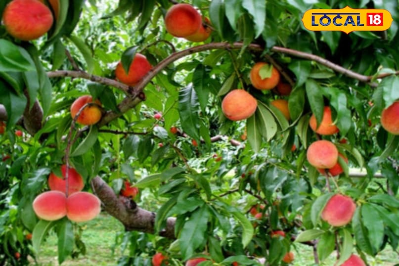 বিরোধী প্রদাহজনক বৈশিষ্ট্য বিরোধী প্রদাহজনক বৈশিষ্ট্য