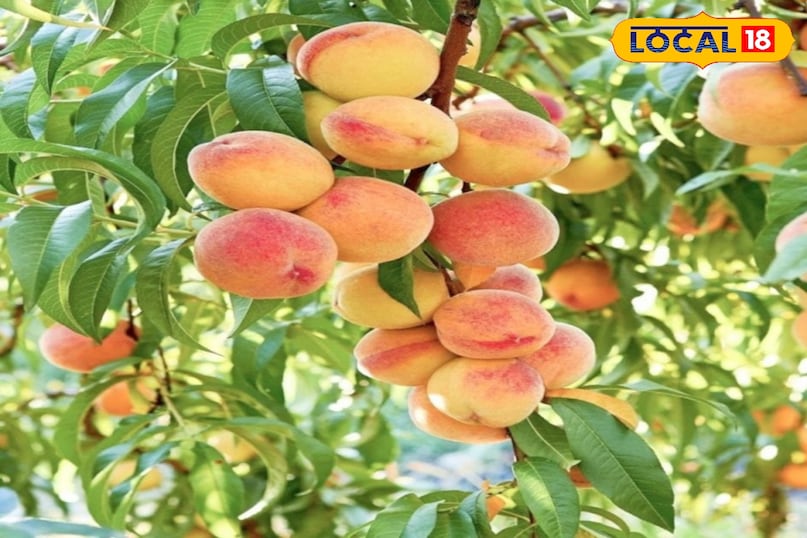 হজমের উপকারিতা হজমের উপকারিতা