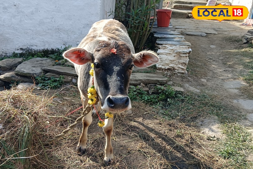 প্রাণীদের জন্য সুবিধা প্রাণীদের জন্য সুবিধা