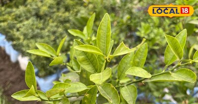 बाजार छोड़िए, आज ही घर में लगाइए नींबू का पौधा और पाइए ताजगी हर दिन