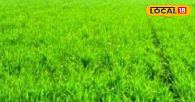 गेहूं का फसल